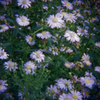 幻想Holga-04