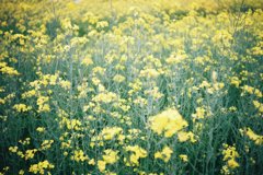 菜ノ花畠
