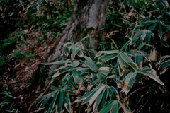 牛鬼花ニ笹（阿）