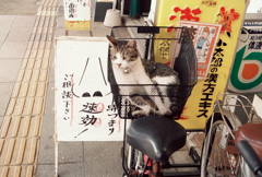 鼻と猫