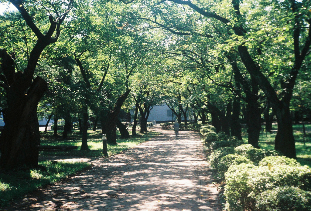 夏日公園