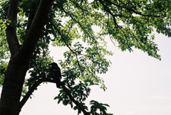 木蔭 de 休息