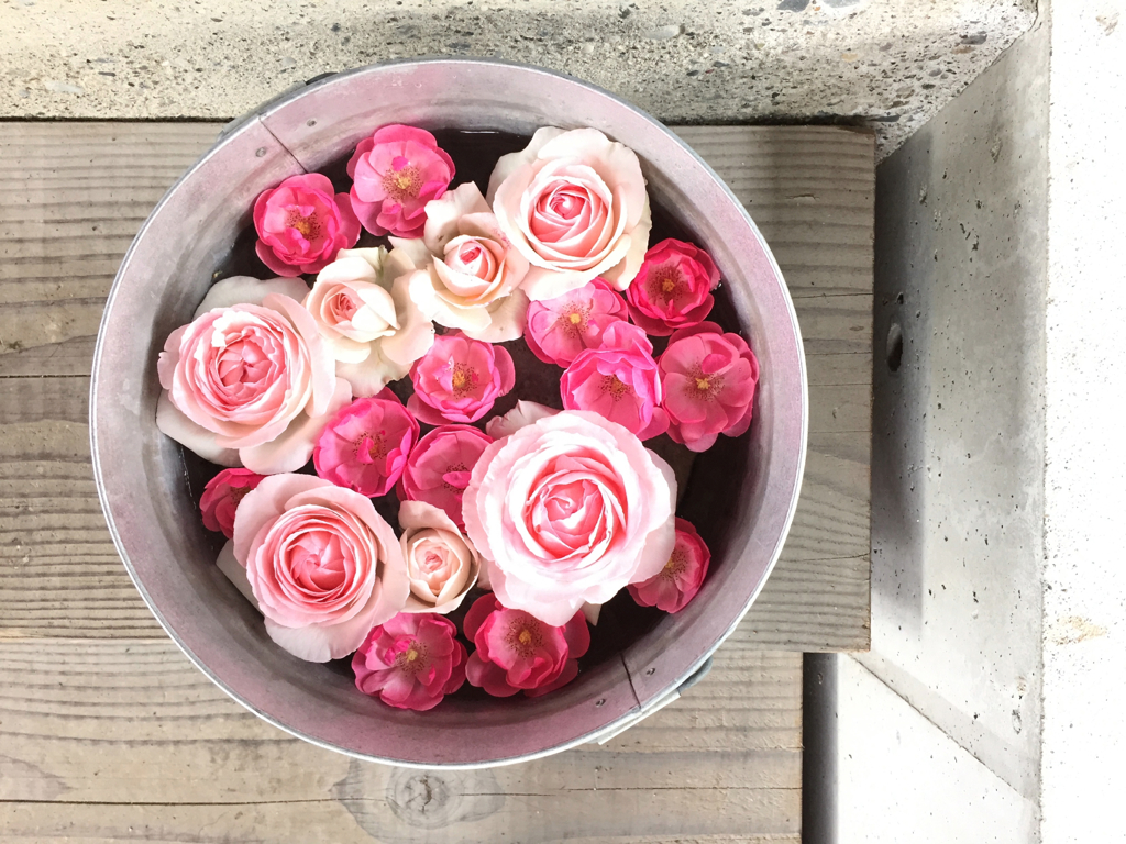 水浮ノ薔薇