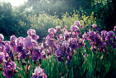 German iris