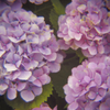 幻想Holga-02