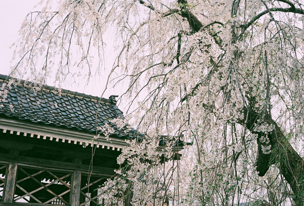枝垂れ桜