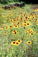 初夏ノYellow