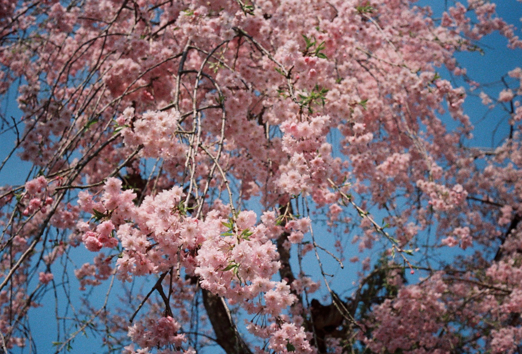 枝垂桜