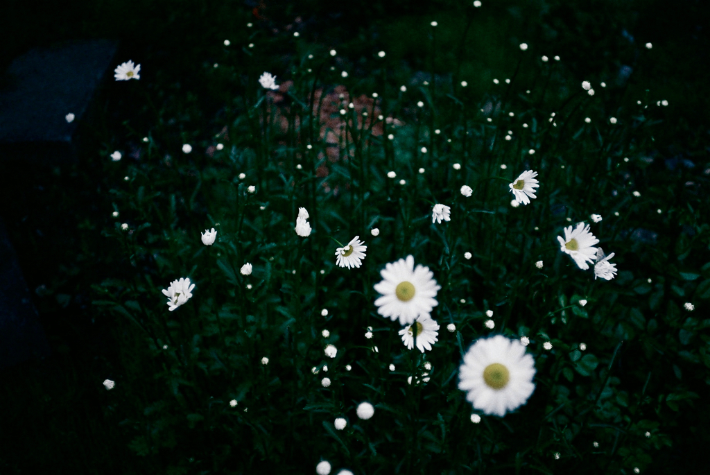 花雫