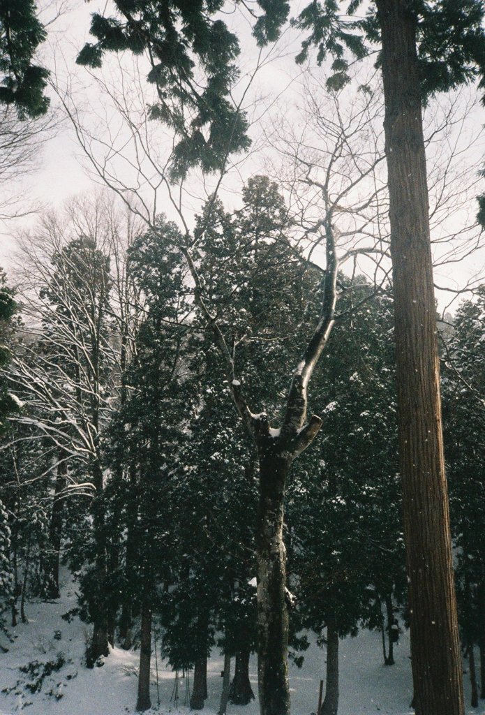 雪初メ