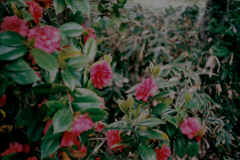 牛鬼花ニ笹（吽）