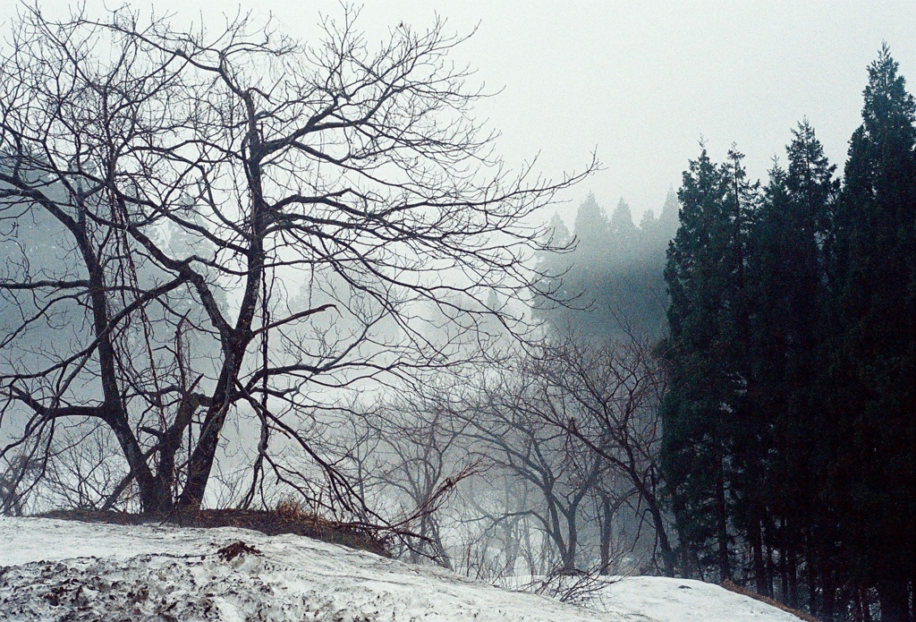 雪解ノ杜