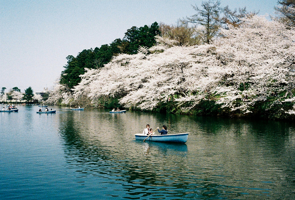 観桜会-07