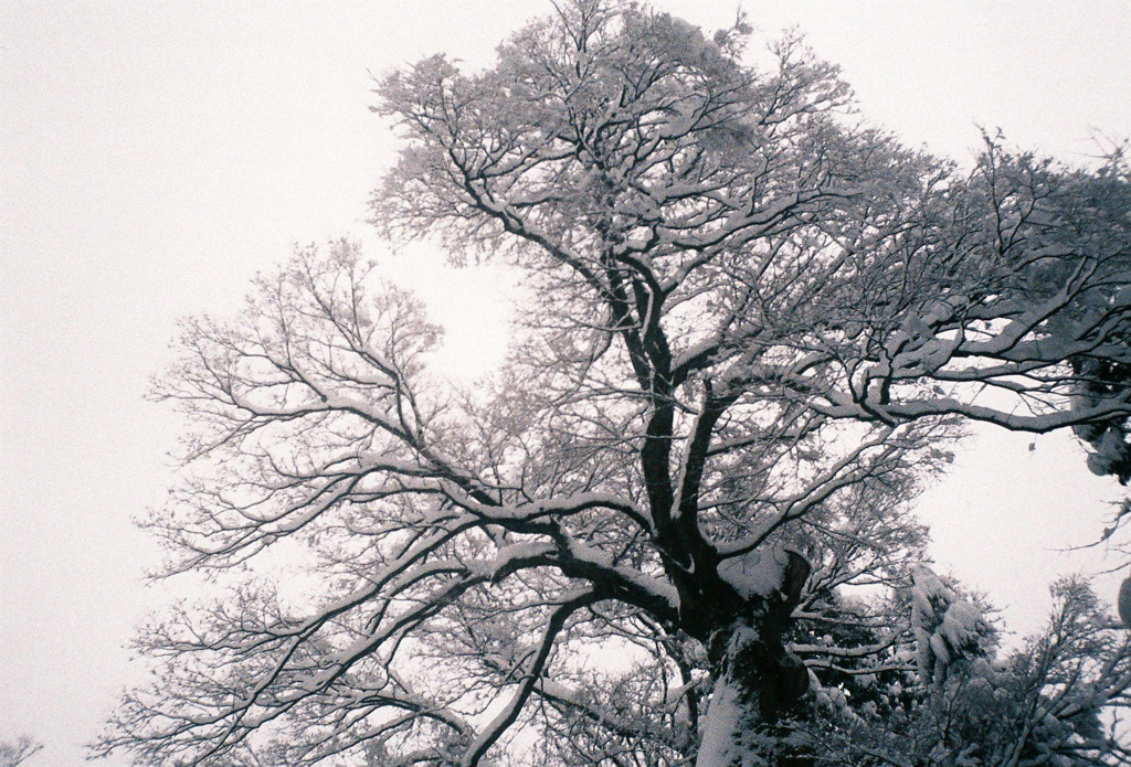 雪花