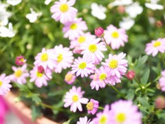 白い花
