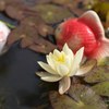 睡蓮