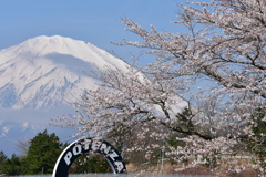 サーキットで花見