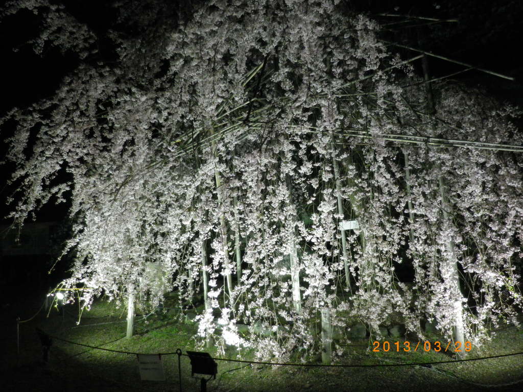 夜桜