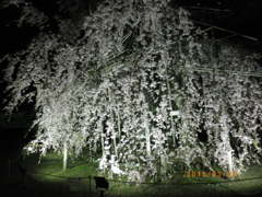 夜桜