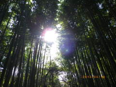 京都竹林