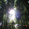 京都竹林