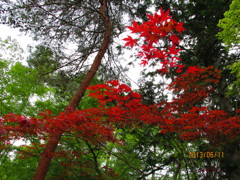 南禅寺・・新緑なのに紅葉？