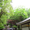 水路閣を包む新緑