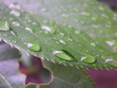雫