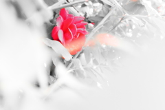 この花の名前を君はもう知っている