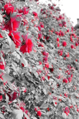 この花の名前を君はもう知っている