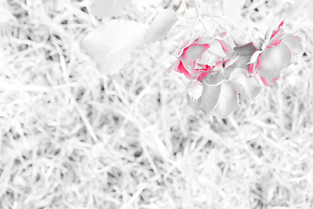 この花の名前を君はもう知っている
