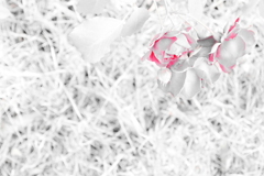 この花の名前を君はもう知っている