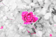この花の名前を君はもう知っている