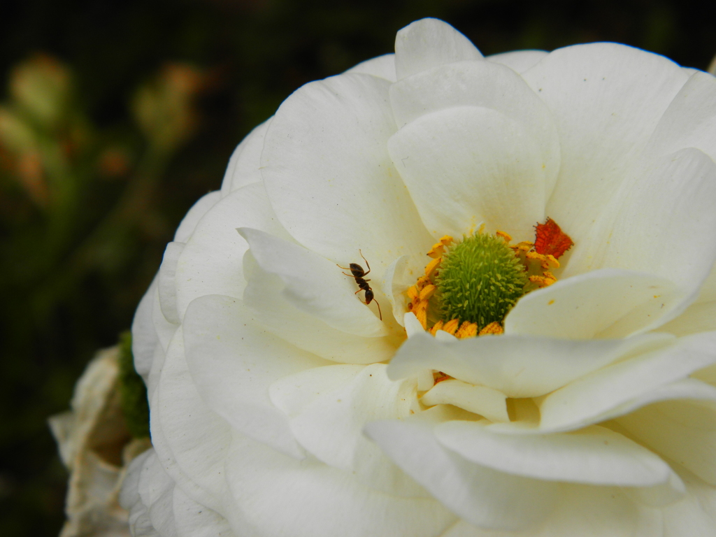 花とアリとそれから私