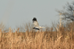 DSC_2149　ハイチュウ