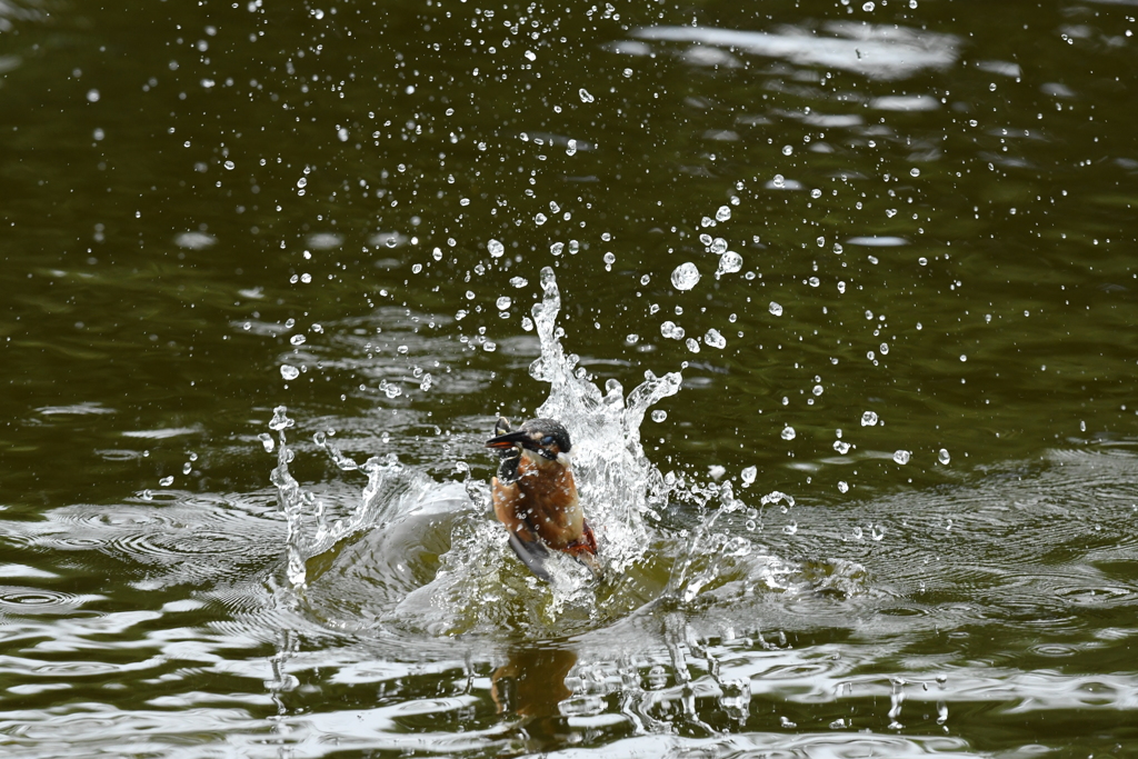 DSC_0113 　カワセミ