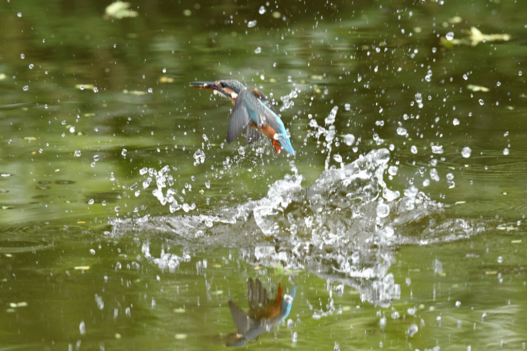 DSC_0427　カワセミ