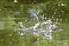 DSC_0427　カワセミ