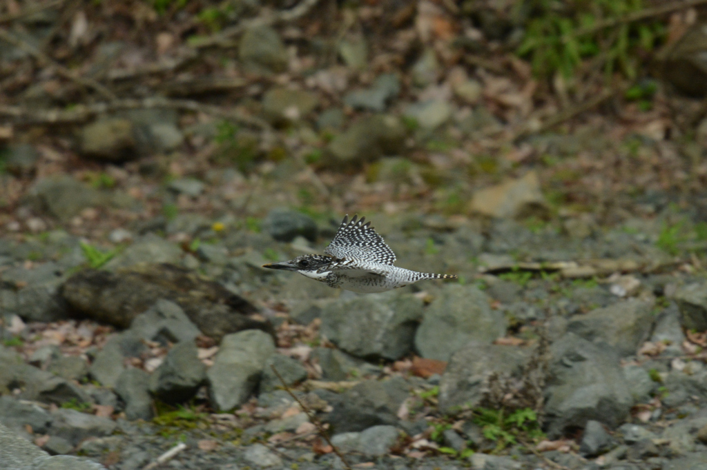 DSC_3714　ヤマセミ