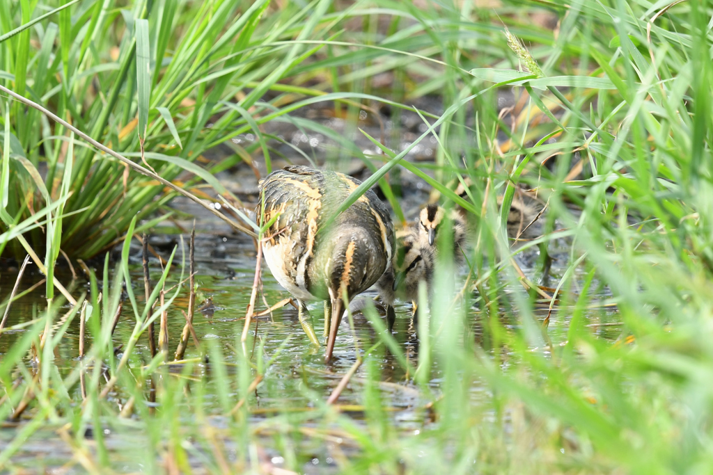 DSC_8224