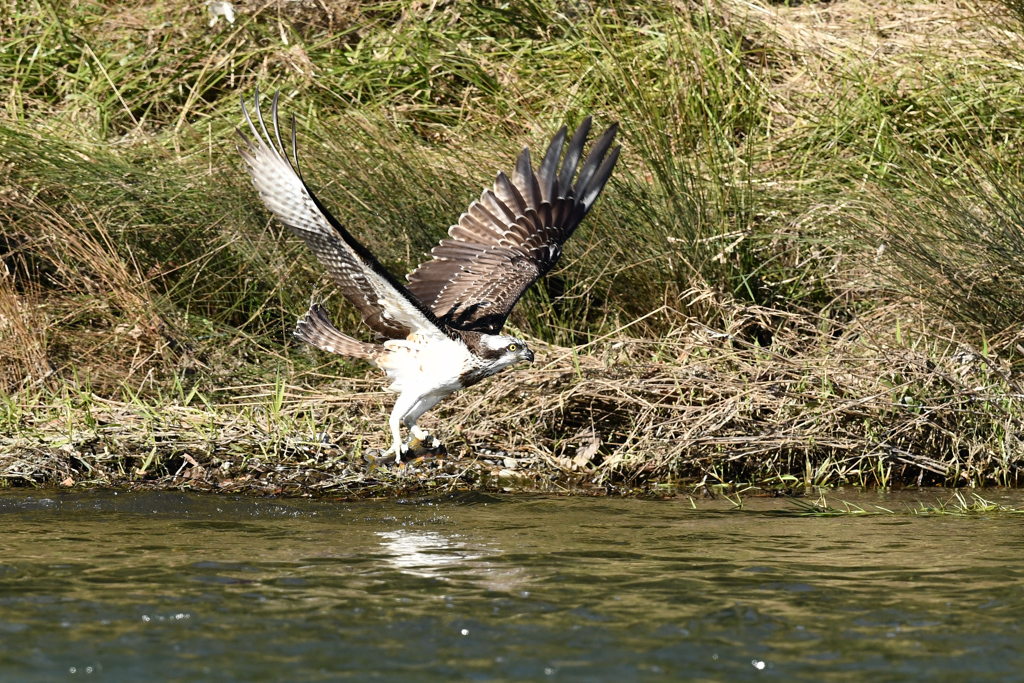 DSC_7241　ミサゴ