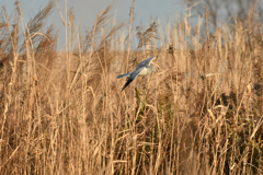 DSC_2096　ハイチュウ