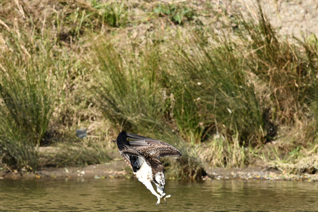 DSC_7086　ミサゴ