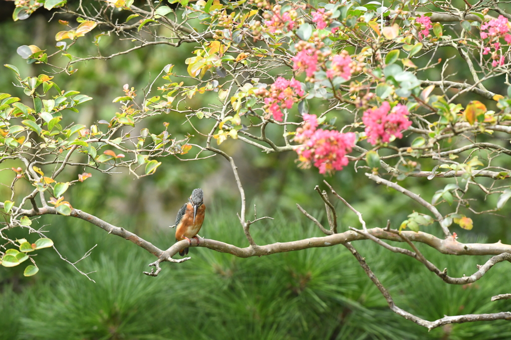 DSC_0365　カワセミ