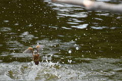 DSC_0114　カワセミ