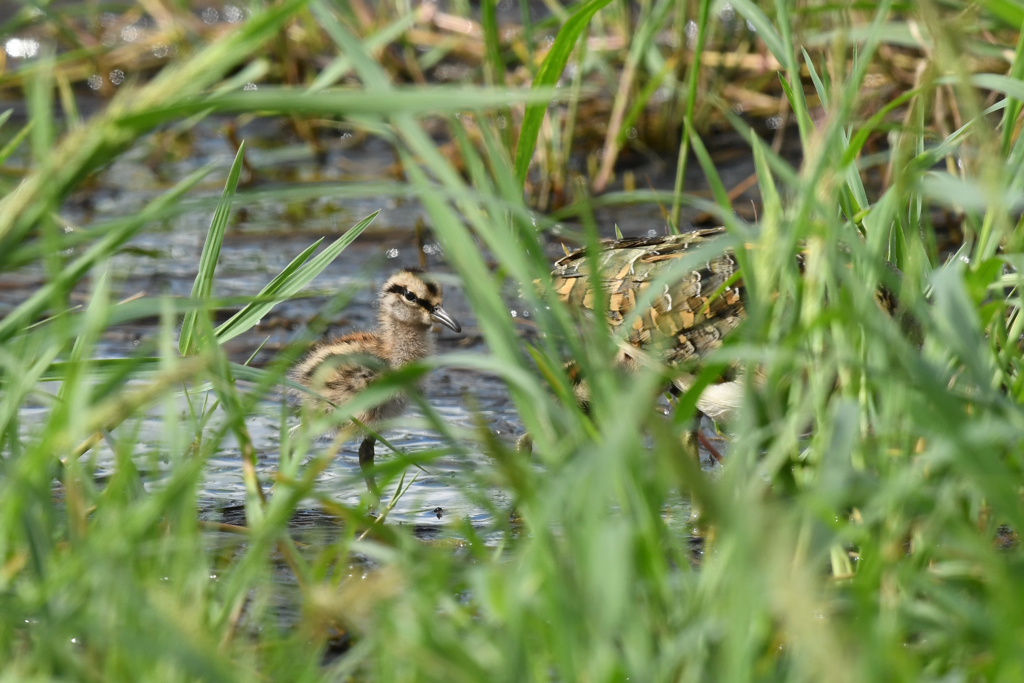 DSC_8467　タマシギの親子