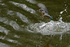 DSC_0271　カワセミ