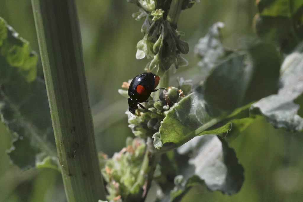 キャンベルタウンにて