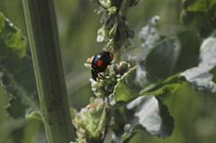 キャンベルタウンにて