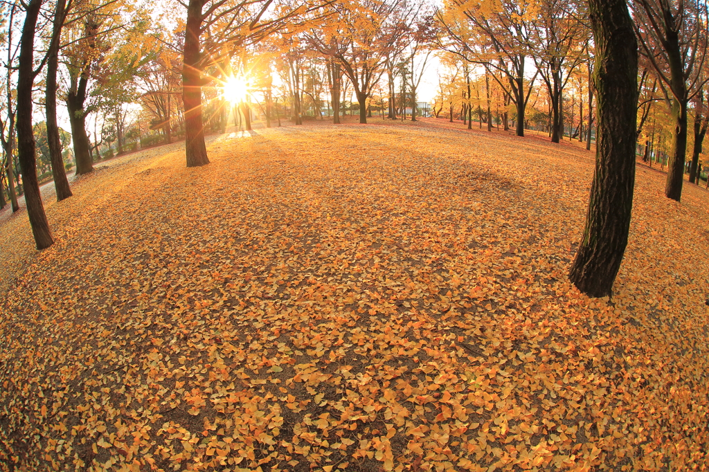 expanse of  autumn